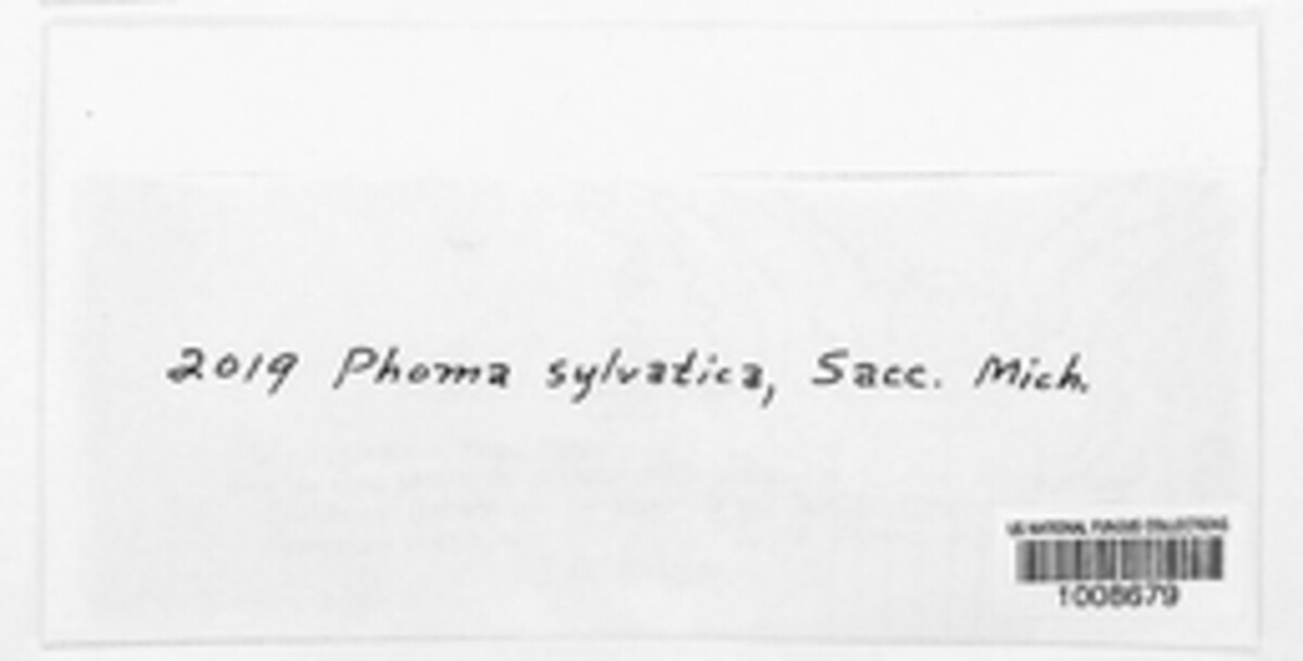 Phoma sylvatica image
